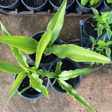 Maguey-Agave-americana.jpeg