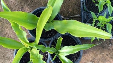 Benefits of maguey to purify the blood.