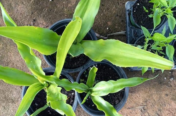 Benefits of maguey to purify the blood.