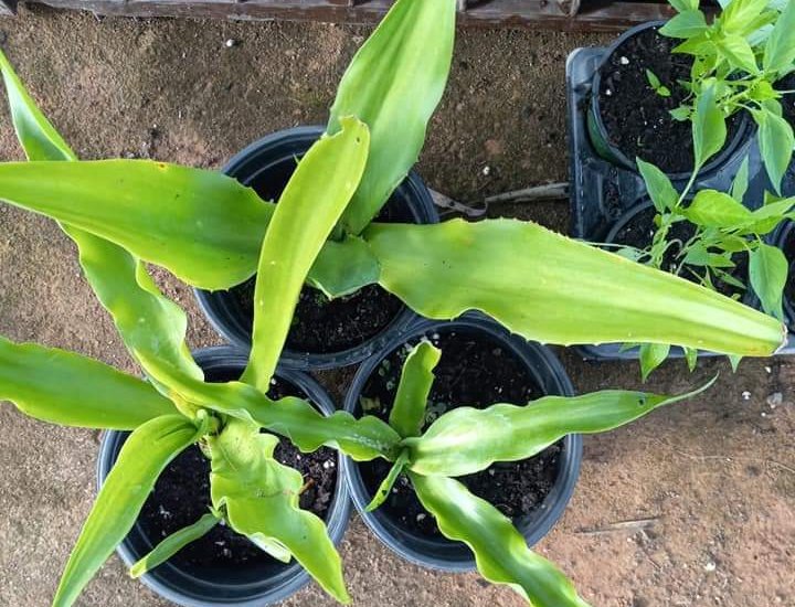 Benefits of maguey to purify the blood.